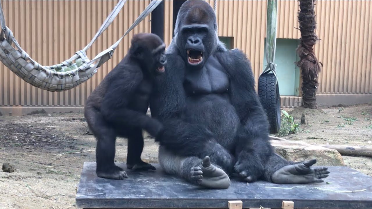 オトンと僕、時々オカン⭐️ゴリラ(82)【京都市動物園】Gorilla   momotaro & gentaro & genki
