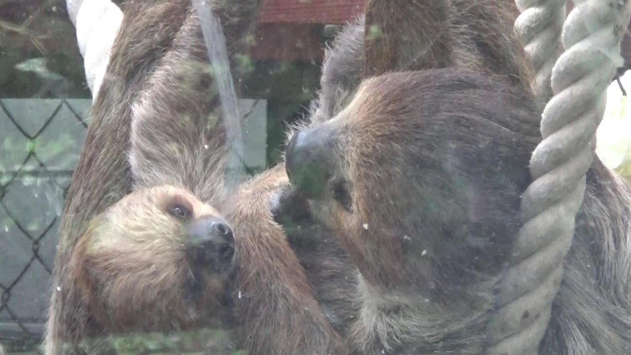ナマケモノの赤ちゃんが可愛い♥  Cute sloth baby and mother #129【Cute animal baby videos】
