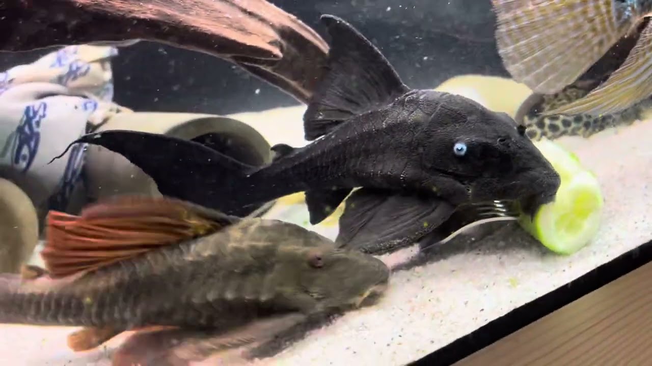Panaque suttoni, Pleco L137 - Bruno