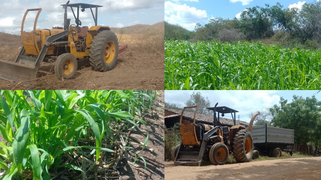 Vamos trabalhar na fazenda porque o inverno está chegando 🌦️🌦️🌦️