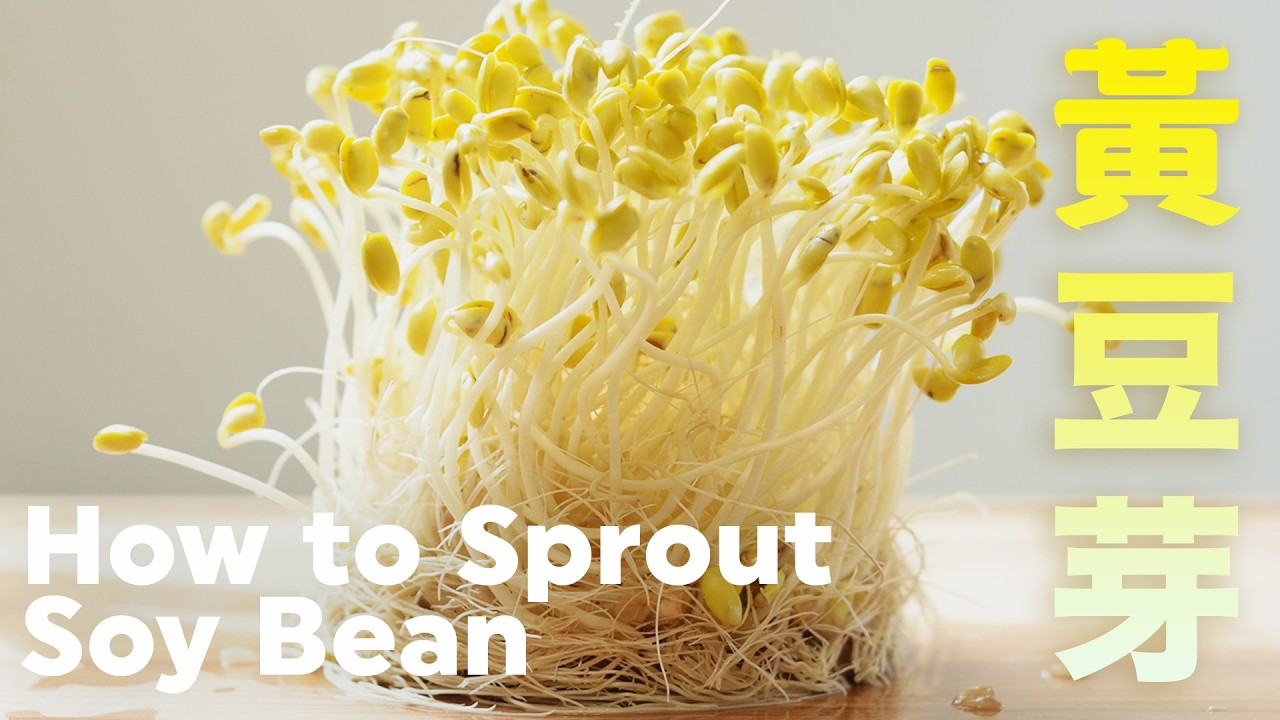 不管多忙都可種豆芽菜❗️孵黃豆芽超簡單【豆芽系列 02】 How to Sprout Soybean in different ways #soybeans