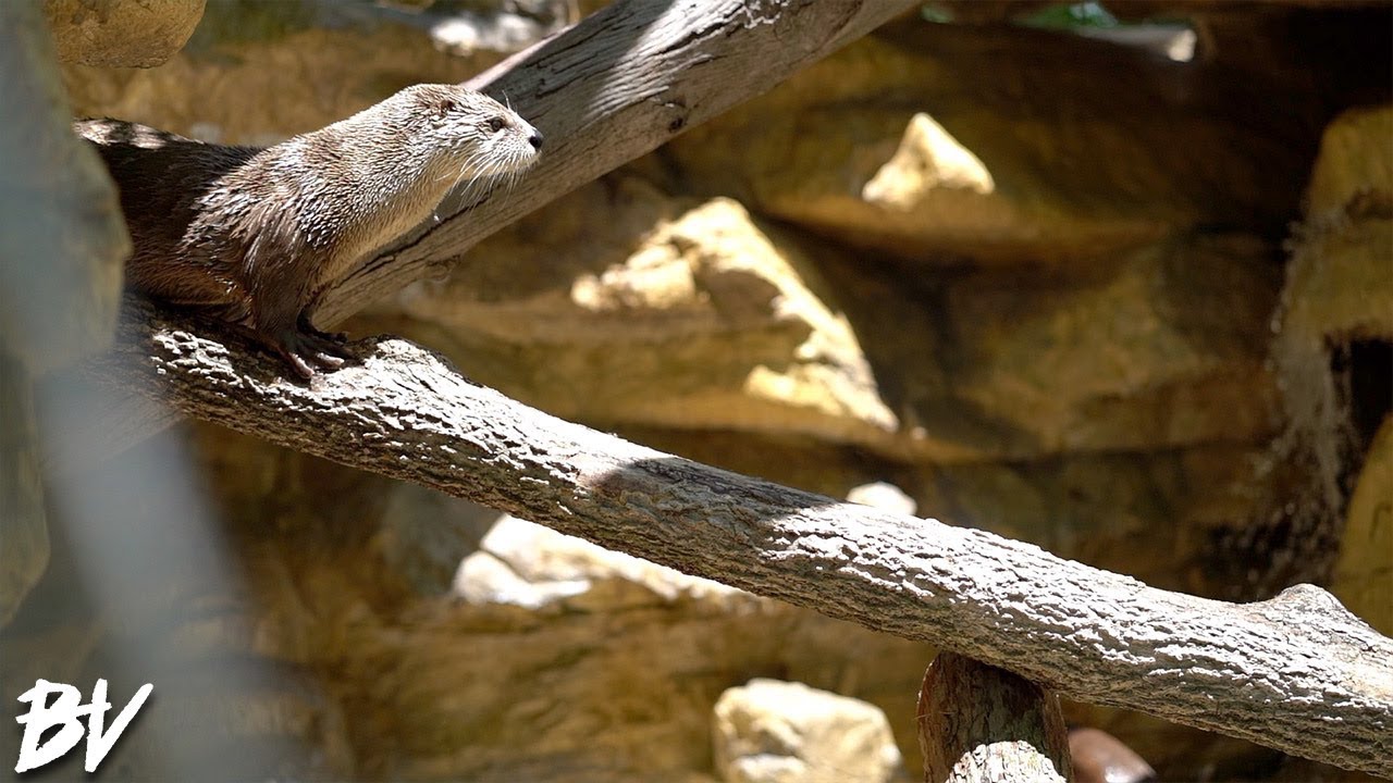 WE FOUND OTTERS, TIGERS, AND MORE IN FORT WAYNE! | Brooks Holt