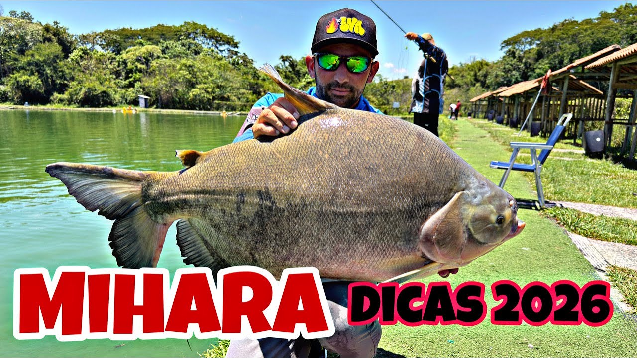 Voltamos ao PESQUEIRO MIHARA, melhores dicas temporada 2026.