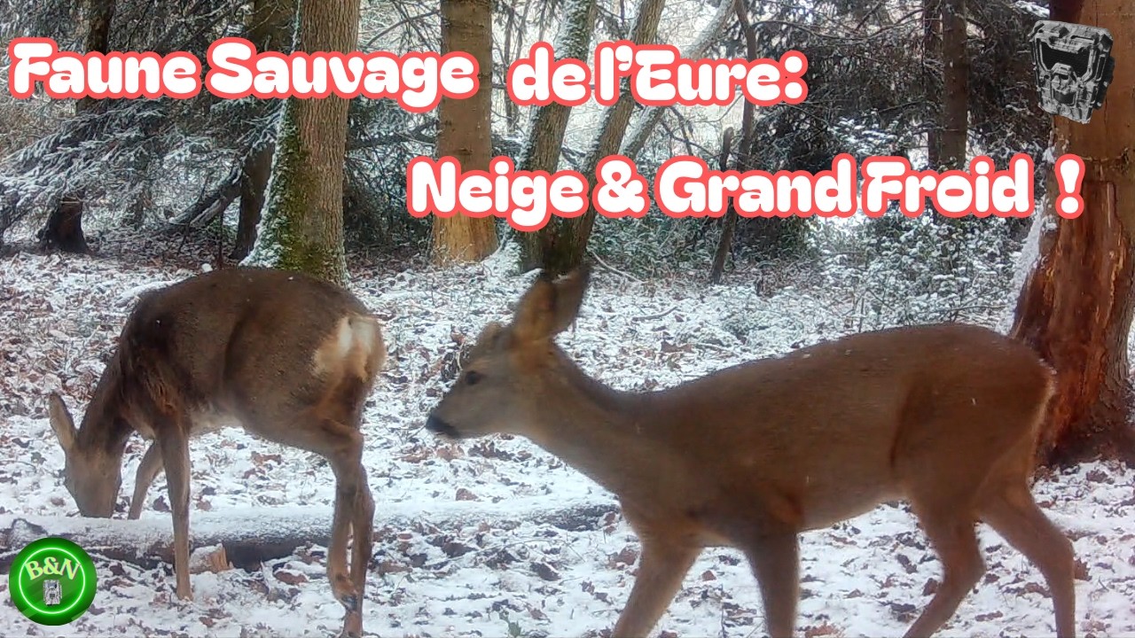 La faune de l’Eure face à l’hiver glacial (-5°C) ! Découverte de mes 10 caméras pièges -janvier 2026
