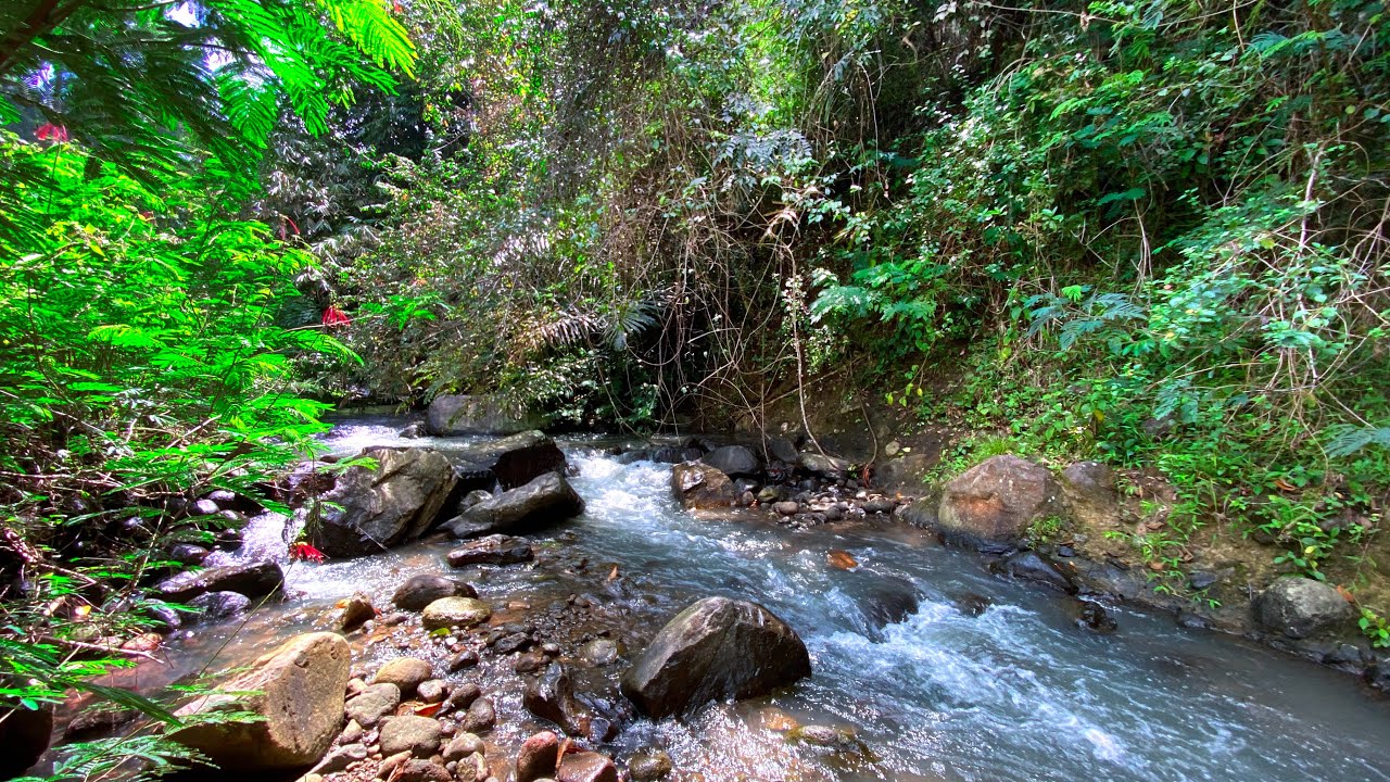 Immerse Yourself In Tranquility: Calming Water Sounds Flowing Gently Through Enchanted Forest Path