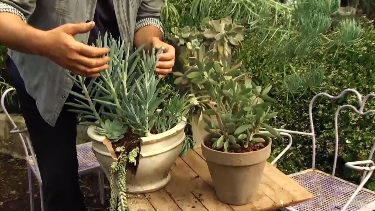 Plantas de hojas grises y azules - Decogarden