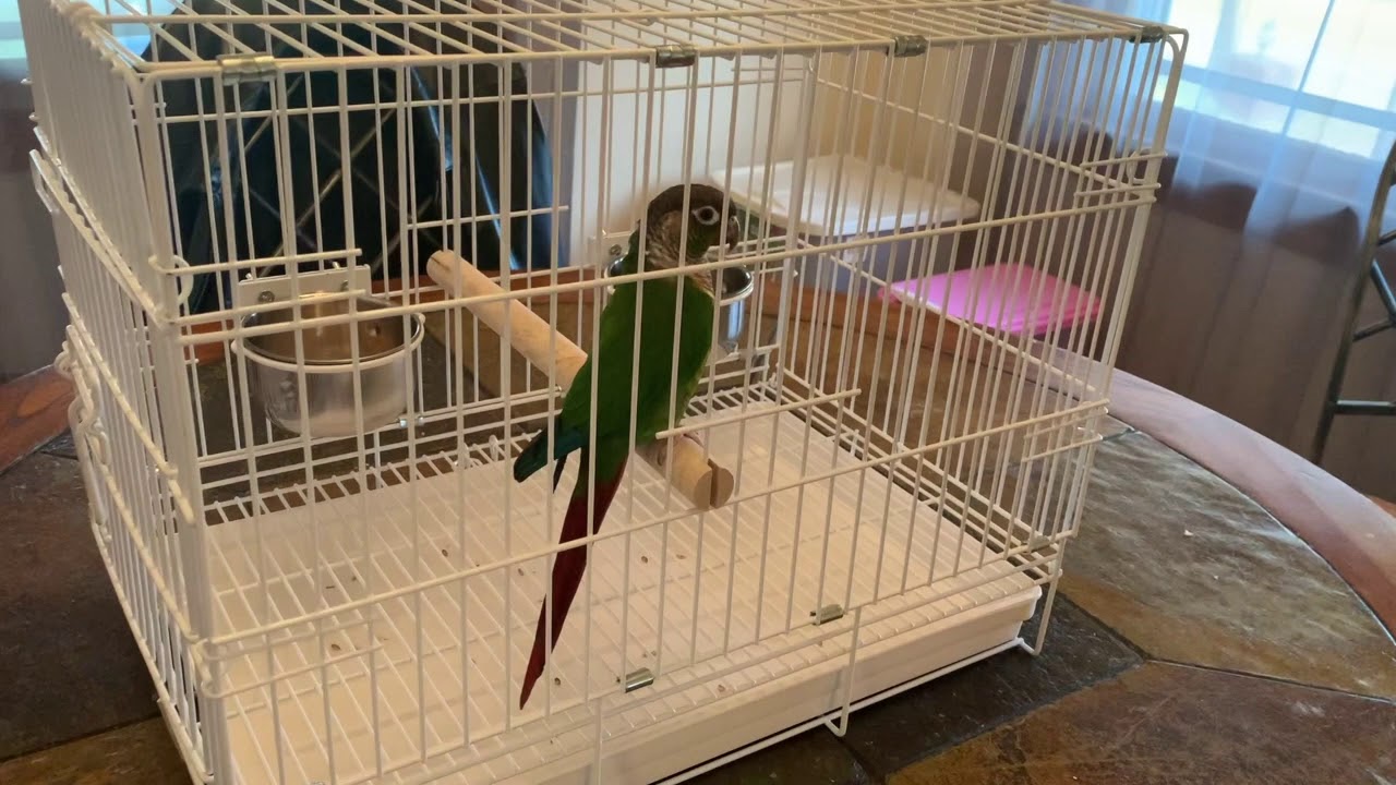**Prevue Pet Travel Bird Cage Review**