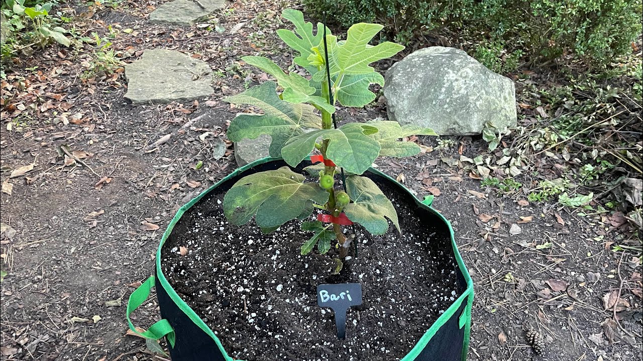 The Italian Bari fig showcase: potting a special variety