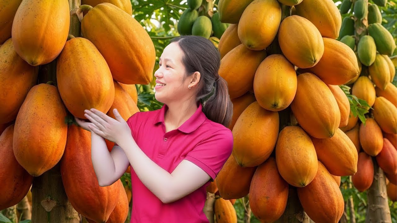 TIMELAPSE | Papaya Harvest in Full Swing | Making Refreshing Papaya Jelly