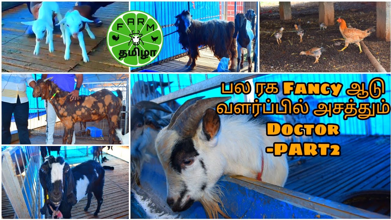 GOAT FARMING ll Fancy Goat Farming ll FANCY GOATS-PART 2