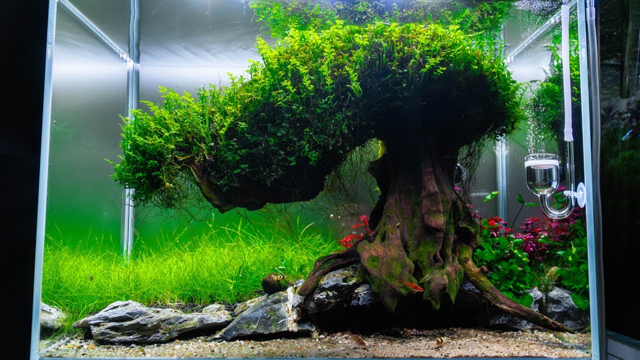 DRZEWO BONSAI W AKWARIUM  Z NOWYMI ROŚLINAMI!