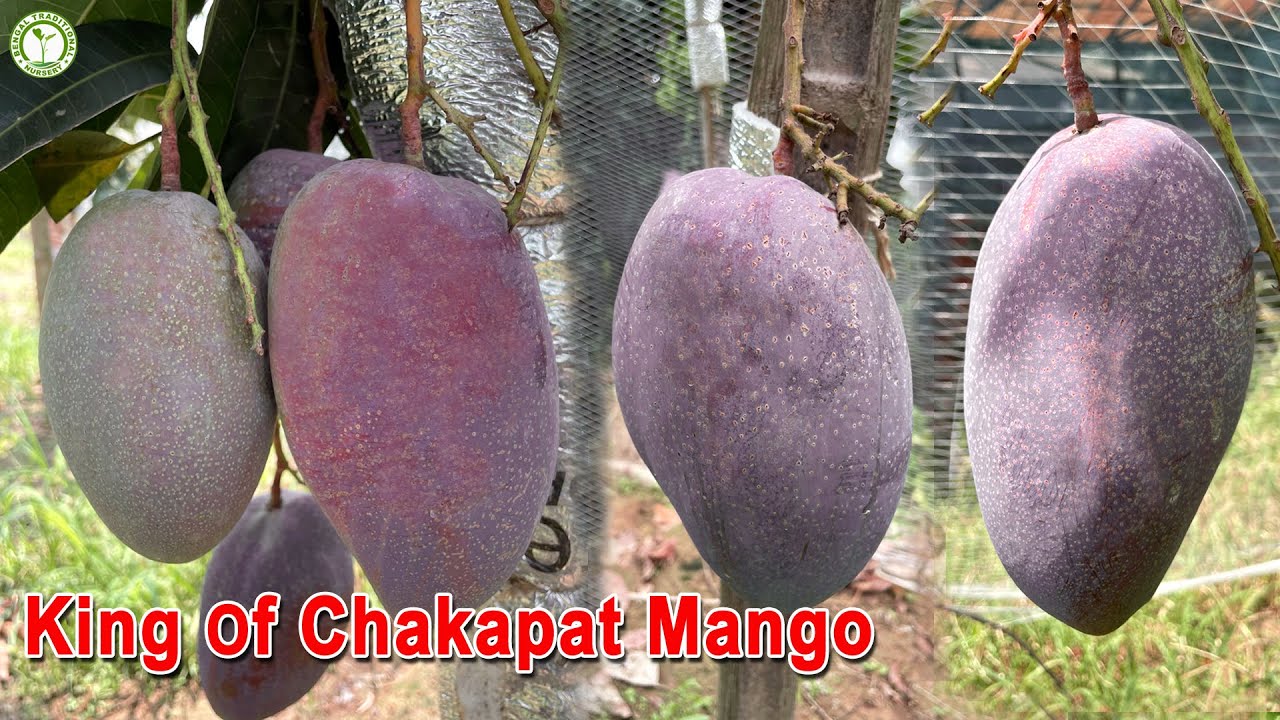 King of Chakapat Mango Farming | Aam ki kheti || Contact : 9333227579