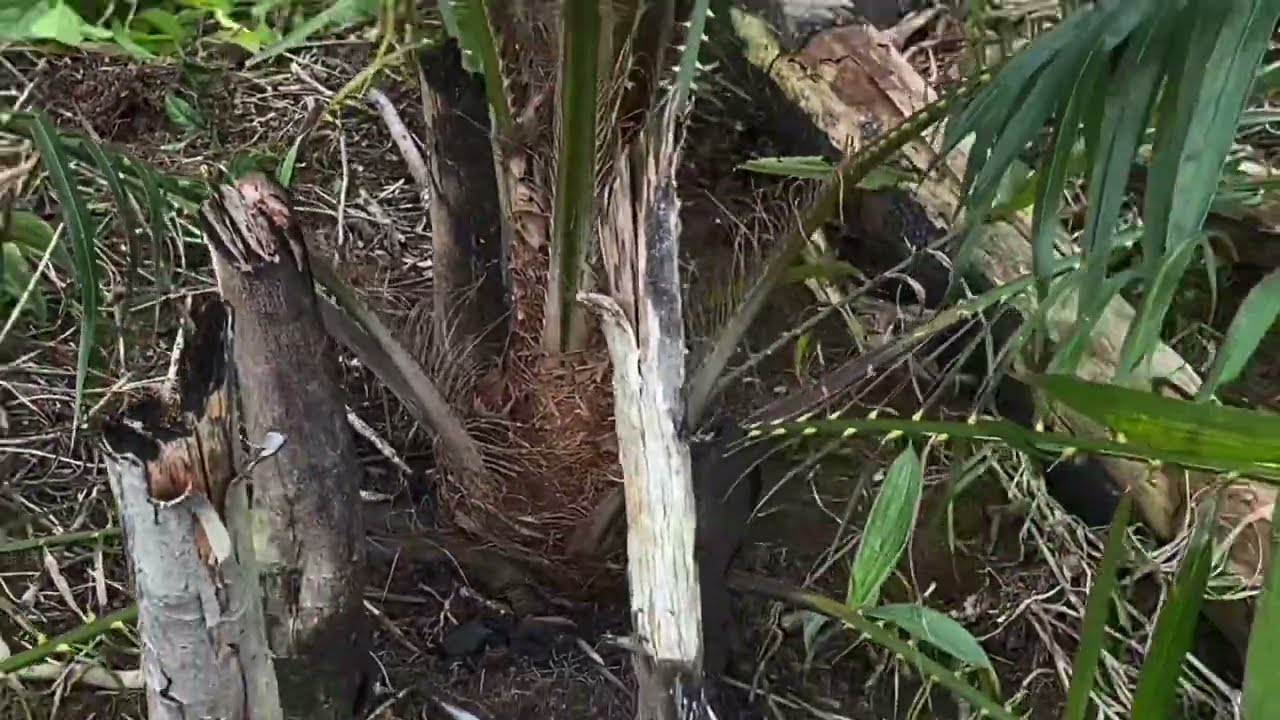 Sawit tbm 4bulanan lebih ||perawatan sawit tbm #bibitsawit #shortvideo