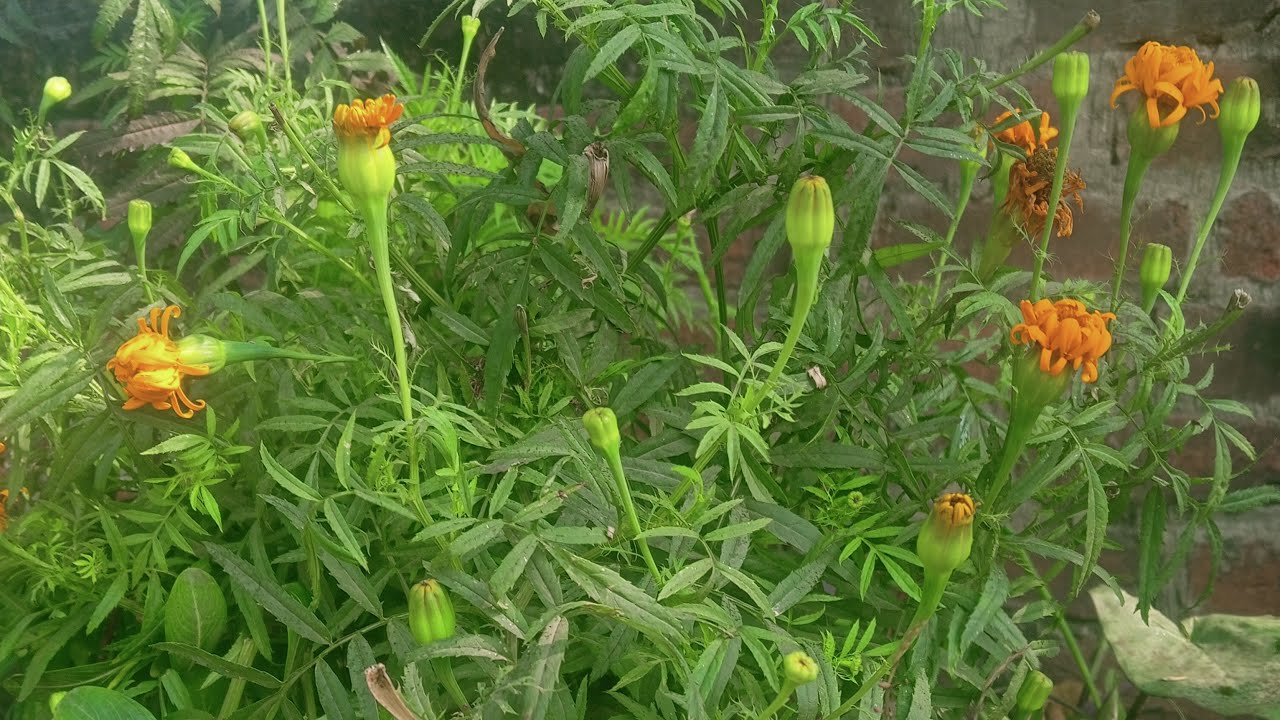 26 January ki dher sari badhai