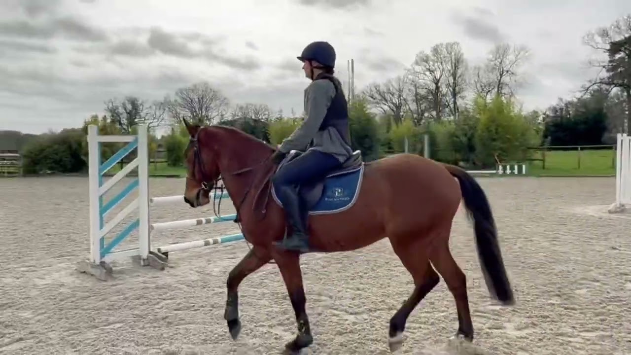 4 YO Gelding by Whisper in the Wind 