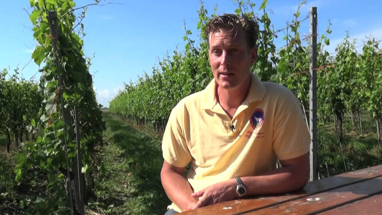 Johan van de Velde (De Kleine Schorre) over Nederlandse wijn