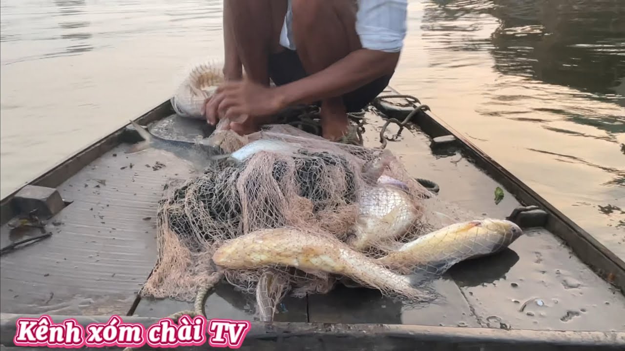 Thử Đi Chài Giật Dây Buổi Sáng Không Ngờ Chài Nào Cũng Có Cá #fishing #xomchaitv #mientay 