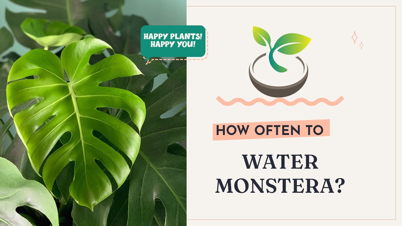 🍀🌸🌿How Often to Water Monstera?