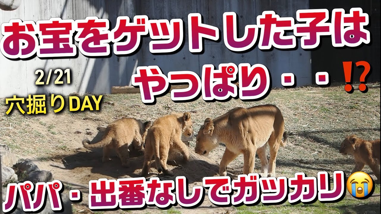 お宝をゲットした子は？やっぱり😄【アースパパの出番なしでガッカリ😭】 #のんほいパーク #三つ子 #ライオン #アース #旭山動物園 #桐生が岡動物園 #安佐動物園 #lion  #シルク  #穴掘り