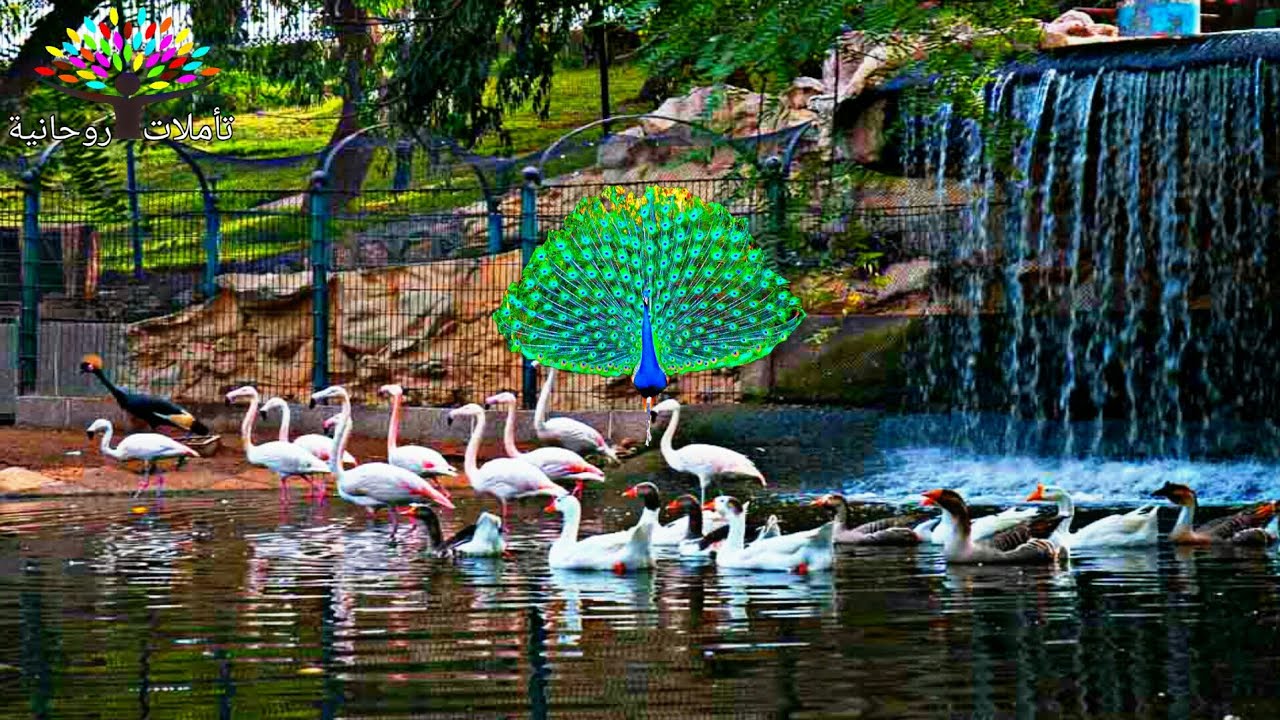 وادي الطيور la vallée des oiseaux agadir maroc Bird Valley