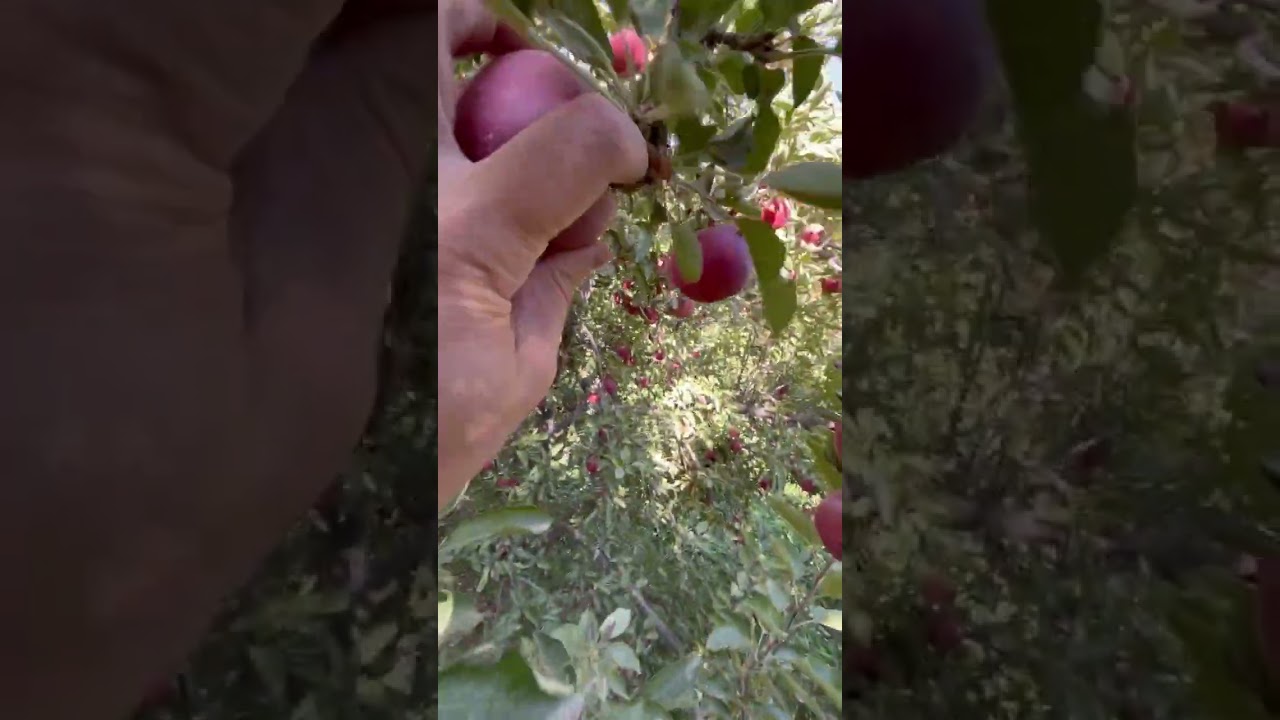 Relaxing Apple Picking in the Beautiful Countryside 🍎 | Harvesting Fresh Apples