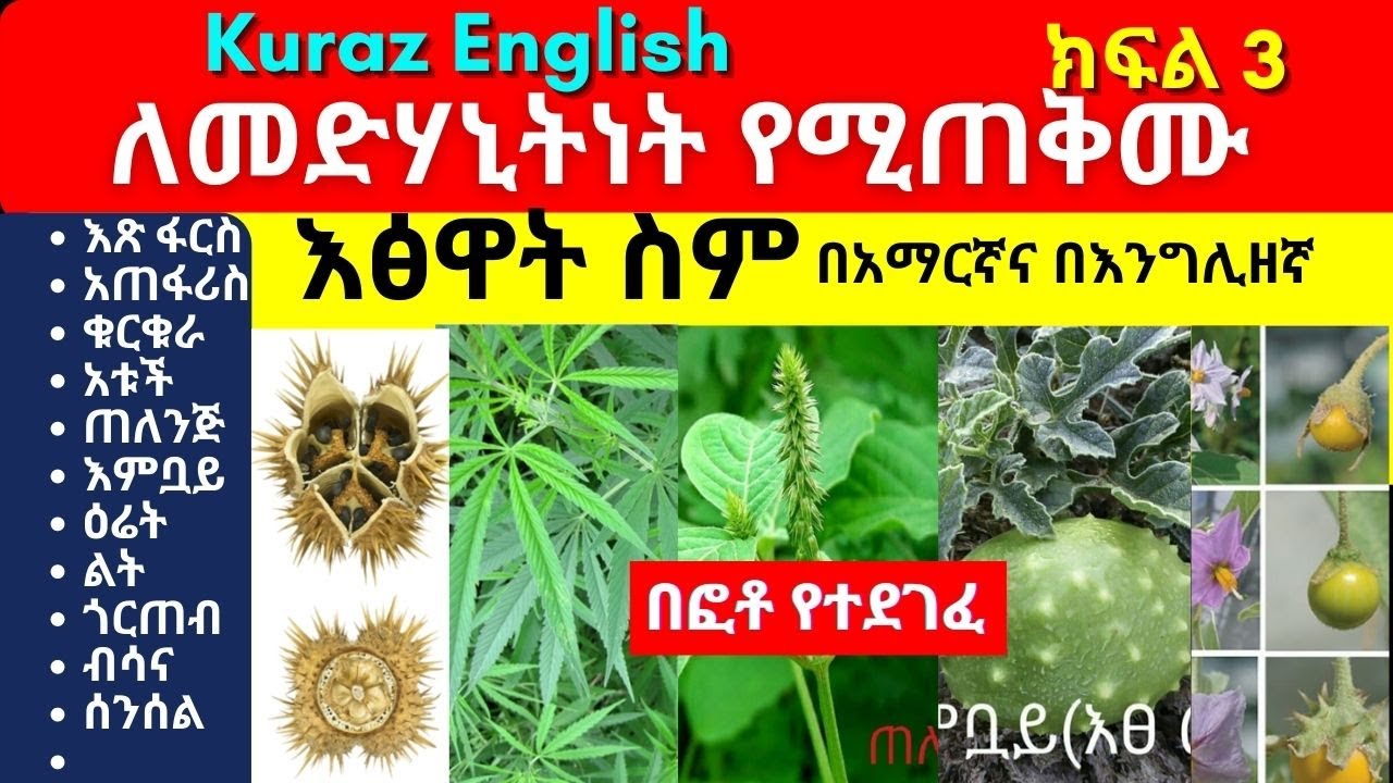 ለመድሃኒትነት የሚጠቅሙ እፅዋት ስም - Names of Ethiopian medicinal plants and herbs - Part 3