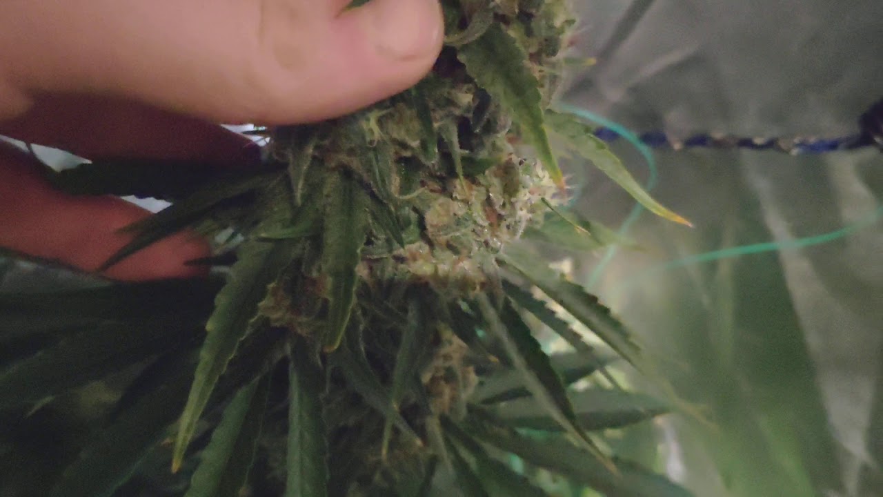 Royal Gorilla, Purple Punch, California Orange l  Harvest Day 620gr./1.20m&sup2;