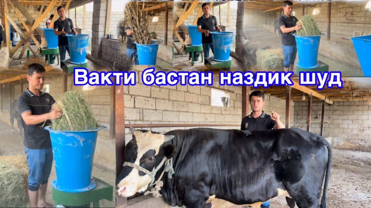 Парвариши Бука дар Точикистон сезон наздик шуд, чи бояд кард,  15 июля 2025 г.