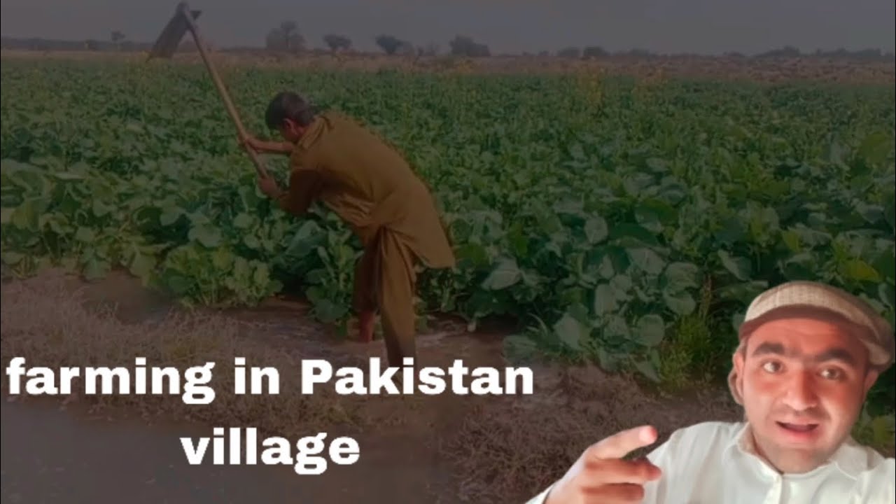 farming in Pakistan village life 