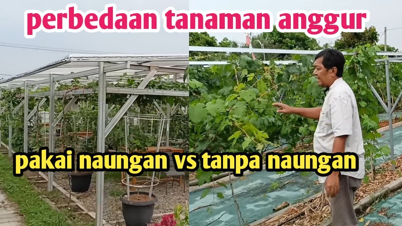 perbedaan budidaya tanaman anggur yang pakai naungan vs tanpa naungan