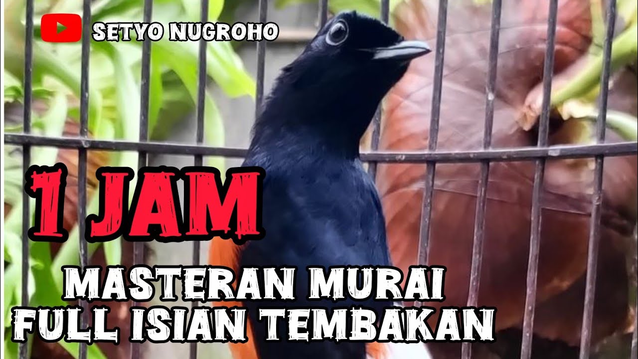 Masteran murai batu full isian tembakan mewah 3 #masteranmurai #muraibatu #masteranisianmurai