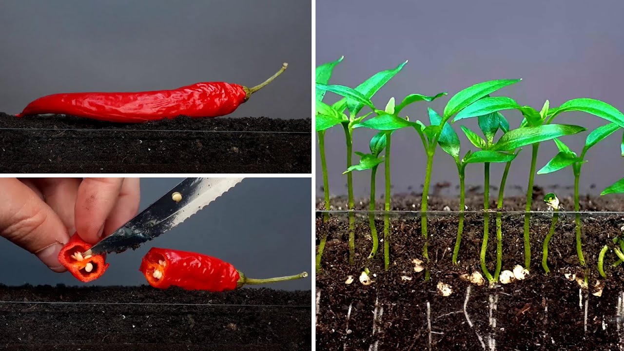 Chili pepper time lapse #greentimelapse #gtl #timelapse