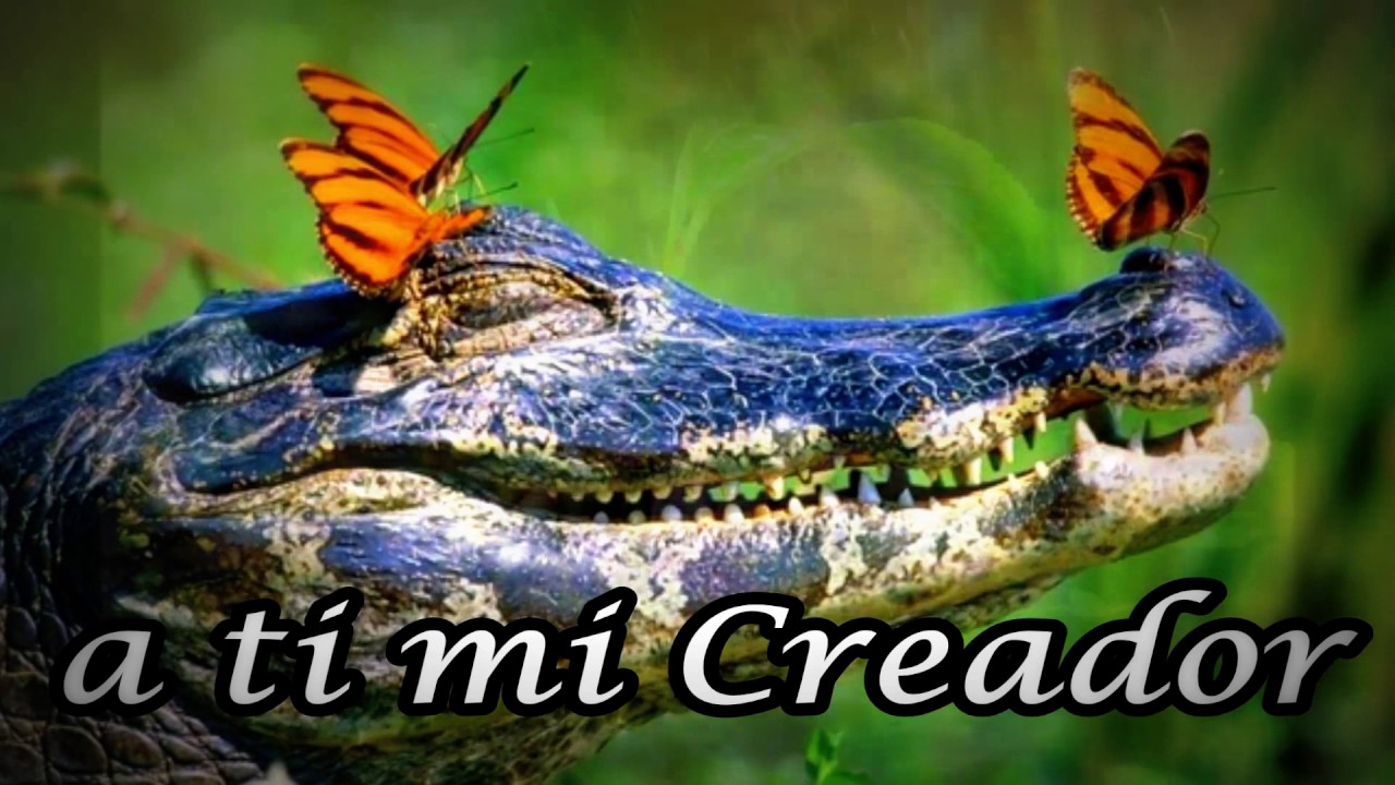 cantare de tu amor (Canto Adventista)