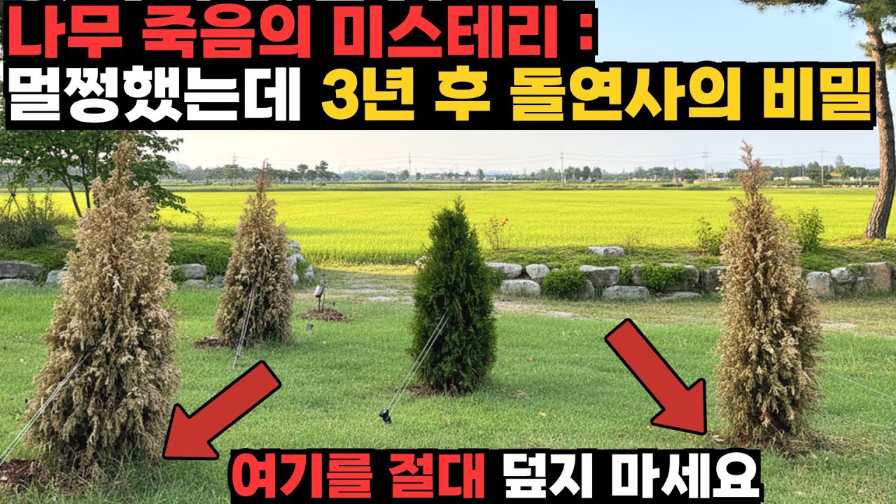 3년 후 나무 죽이는 가장 흔한 실수, 돌연사 하는 나무의 비밀