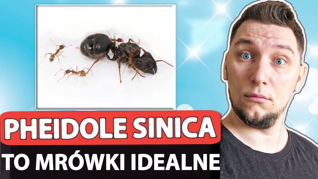 Czy Pheidole sinica to najlepiej zorganizowany gatunek mr&oacute;wek?
