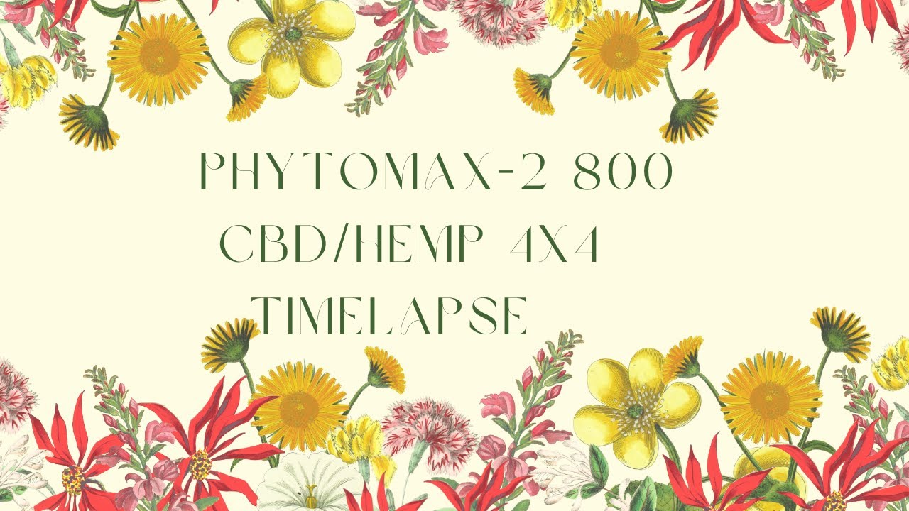 Timelapse | CBD/Hemp | 4'x4' | PhytoMAX-2 800