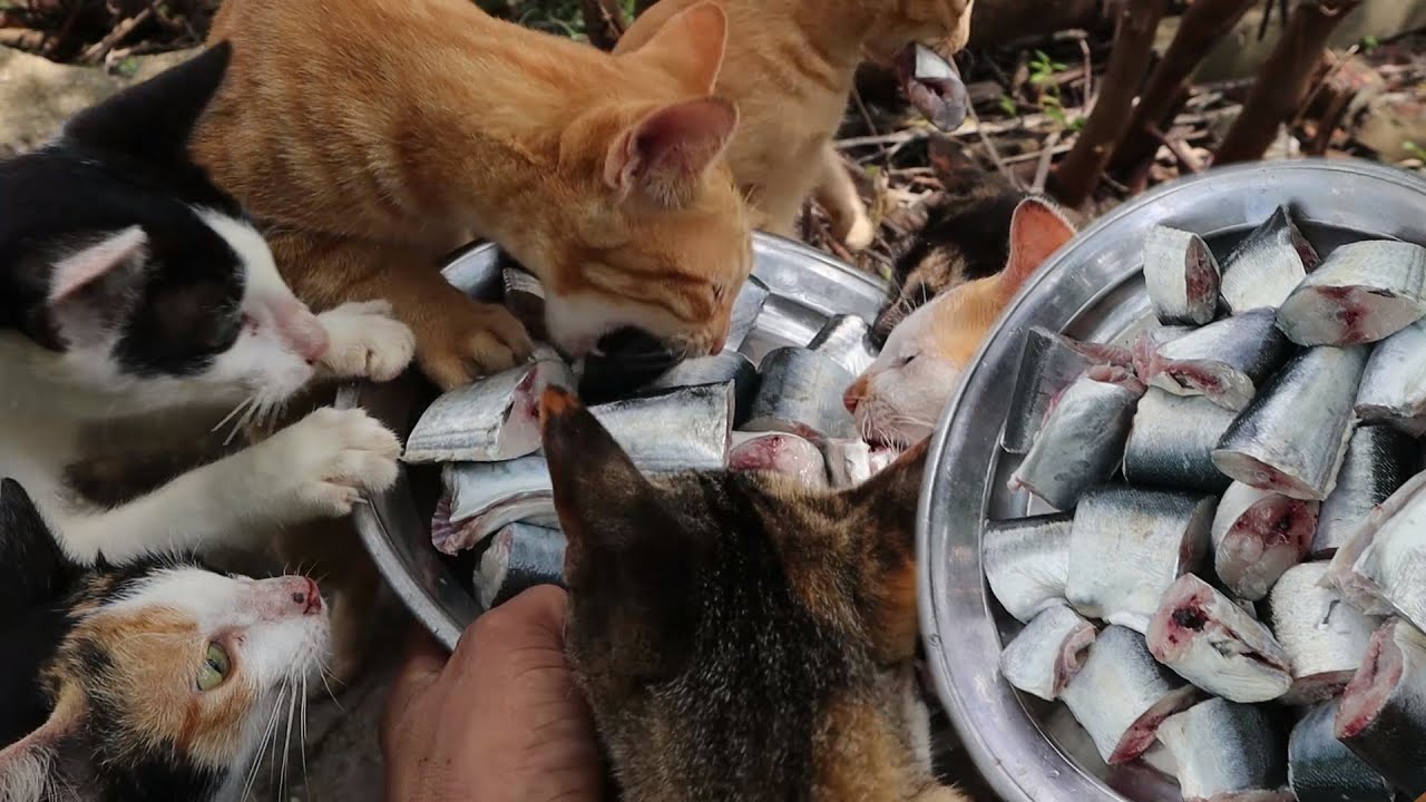 Many cats eating raw fish - kitten eat Delicious​ fish - Hungry kitten eat fish