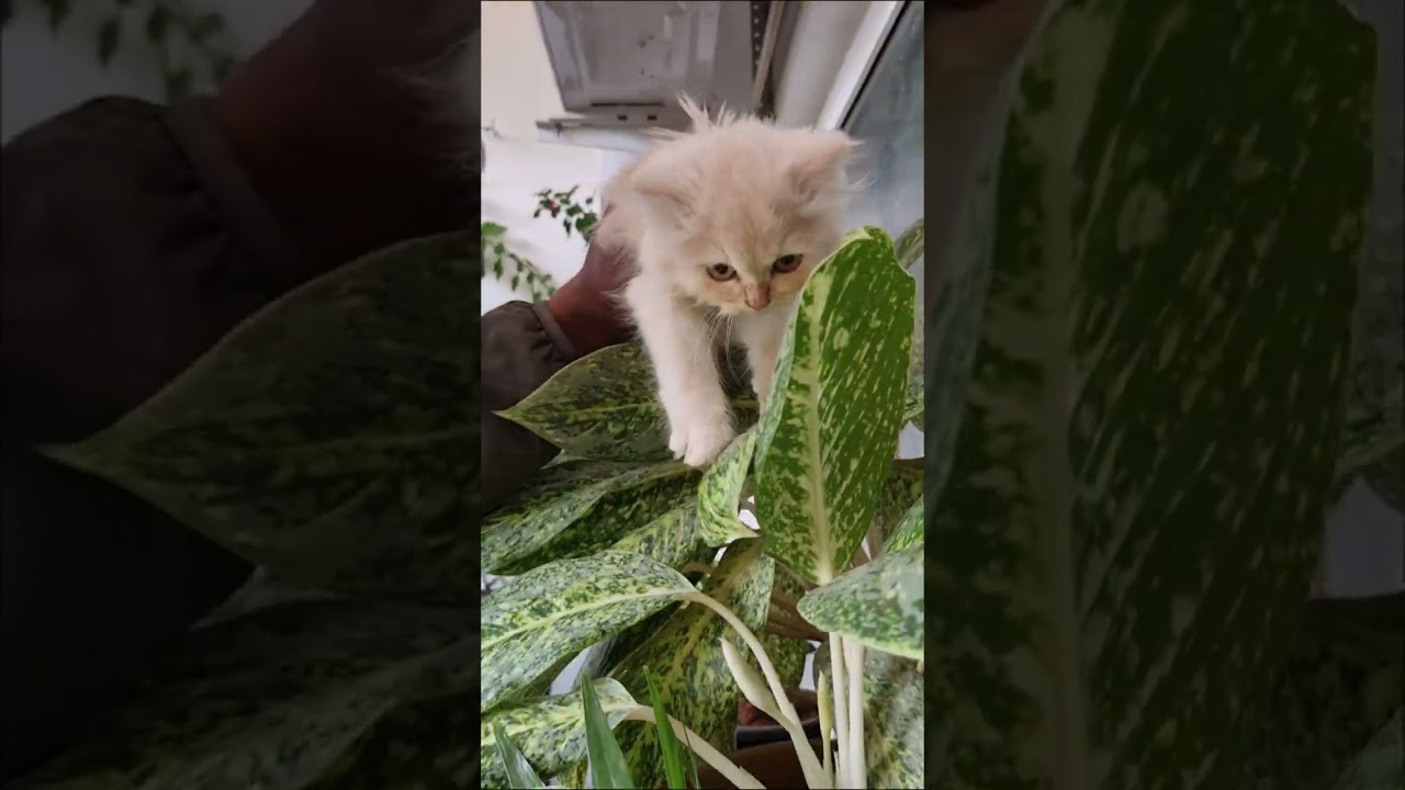 Adorable fur babies ❤️ #cat #catvideos 