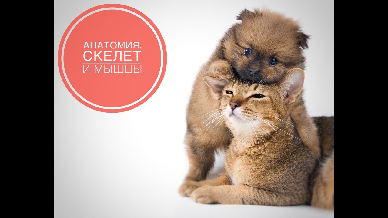 Анатомия собак и кошек  Начинаем знакомство.