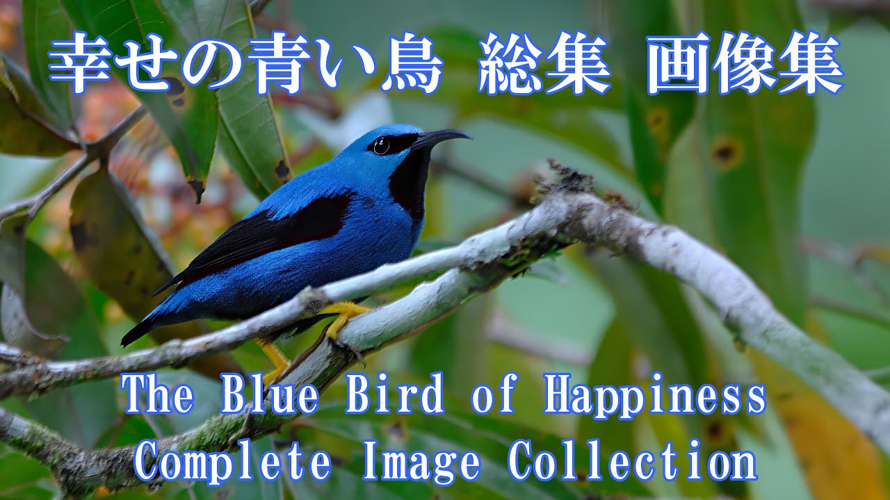 幸せの青い鳥 総集 画像集        The Blue Bird of Happiness Complete Image Collection
