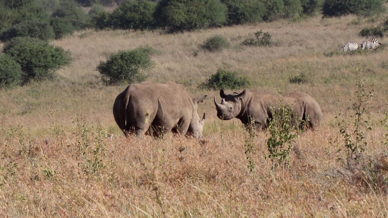Black rhino is not intimidated by white rhinos