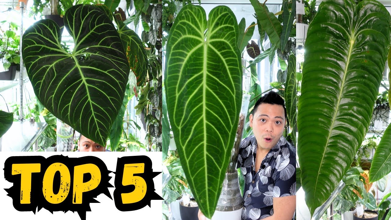 😮 TOP 5 FAVOURITE PLANTS | 🌱 Queen Anthurium, Regale, King, Monstera Thai, Monstera Burle Marx Flame