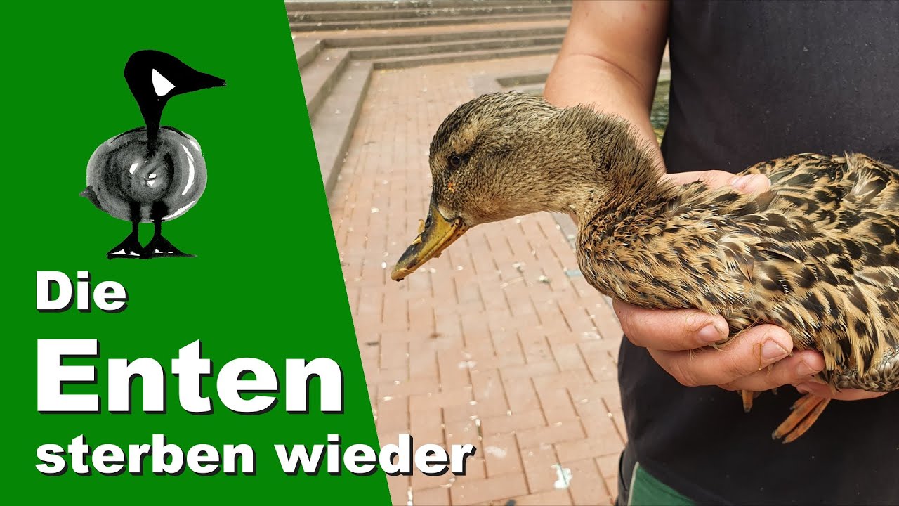 Die Enten sterben wieder - Tiernotruf #260