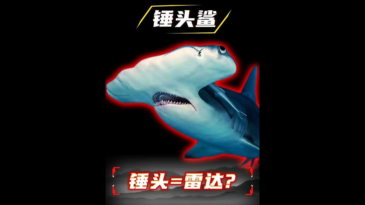 把脑袋演化成雷达？锤头鲨的「电磁感应」狩猎术，藏着360度视野+数千个传感器的生存智慧 #自然奇境科普季  #海洋生物 #动物科普 #锤头鲨 #生物演化