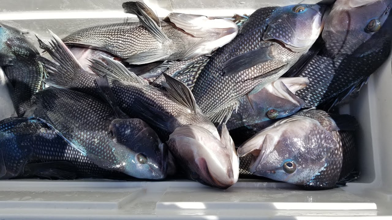 AWESOME SEABASS FISHING, Buzzards Bay, Cape Cod