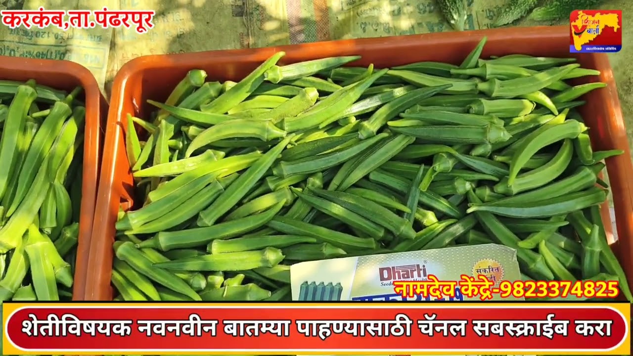 रोज 5 हजाराची पट्टी,अर्धा Kg बियाणे,4.5लाख उत्पन्न,शेती मोठी फॅक्टरी,भेंडी शेती यशोगाथा,Leady_finger