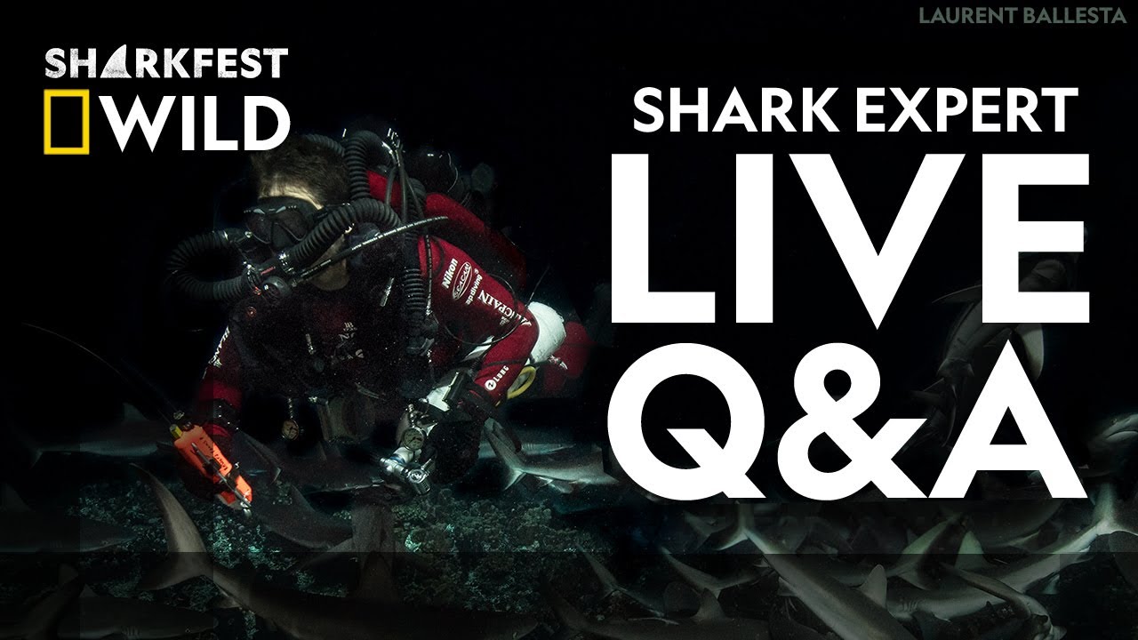 The Secret Social Life of Sharks | Sharkfest Live Q&A | National Geographic Wild UK