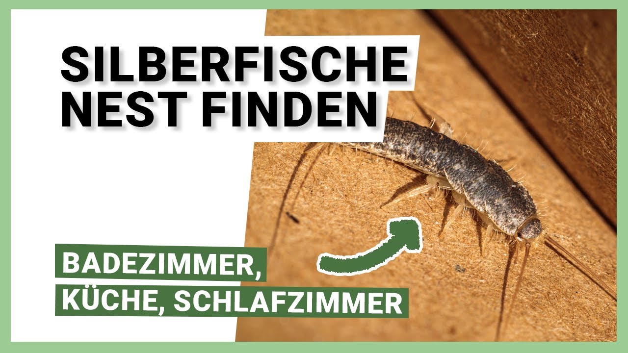 Silberfische Nest finden: Badezimmer, K&uuml;che und Schlafzimmer