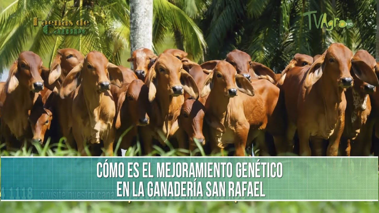 Como es el mejoramiento genetico en la ganaderia San Rafael - TvAgro por Juan Gonzalo Angel Restrepo
