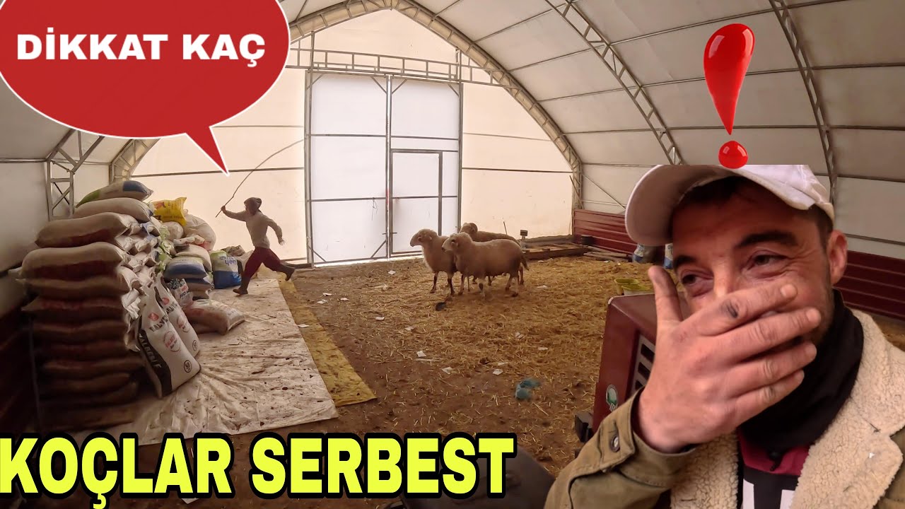 KOÇLAR SERBEST~KAÇIN SÜSEÇEKLER !! BABAM BENİ YENDİ~KOÇUN BOYNUZUNU KESTİK~DÜŞEN KUŞ YAVRUSU